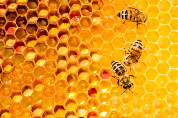 The DNA Source Everyone is Buzzing About