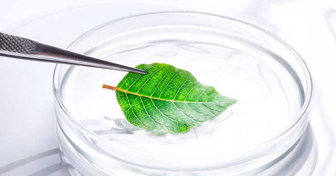 How to Extract DNA From Plant Leaves & Seeds