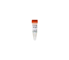 ZR 1 kb DNA Marker